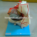 ISO Advanced Eye Anatomical Model